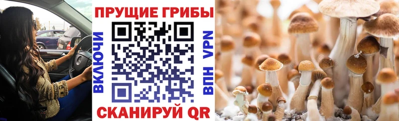 Псилоцибиновые грибы мухоморы  купить наркотики цена  MEGA зеркало  Кимовск 